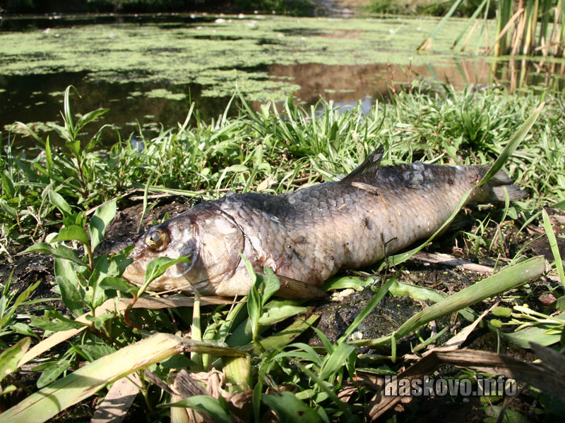 Измрялата риба, архив