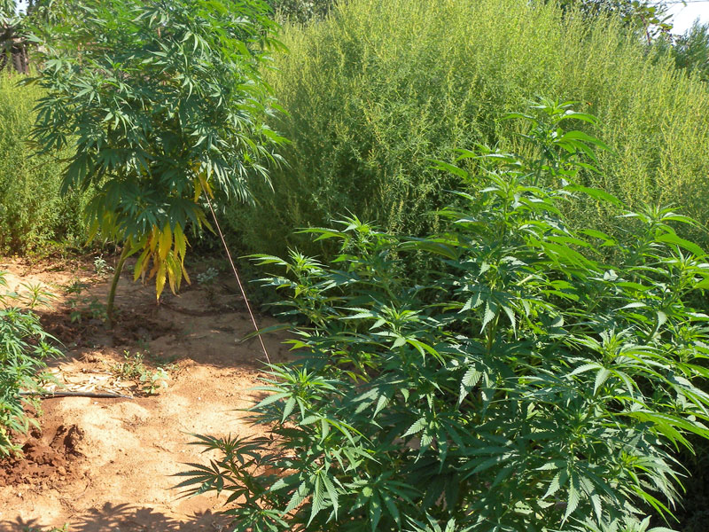 Канабис Канабис