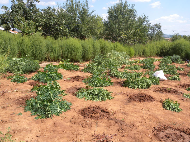 Канабис Канабис