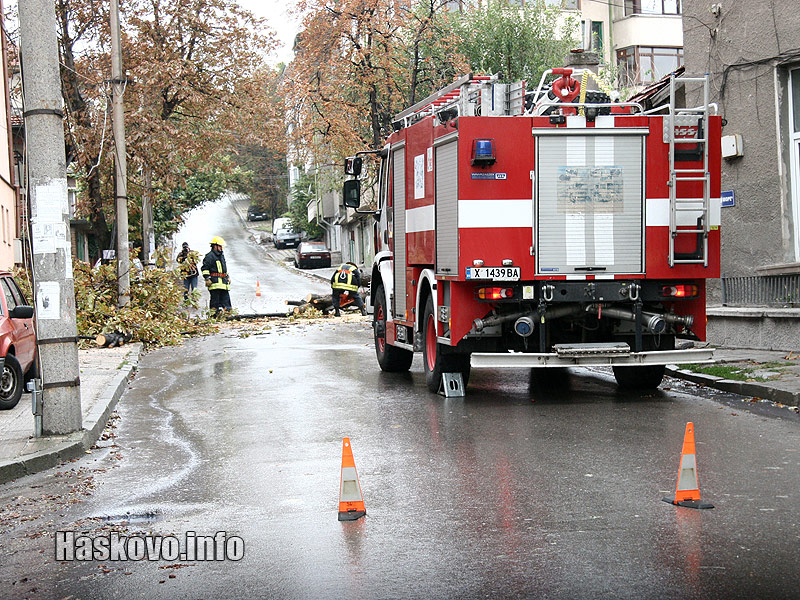 Падналото дърво Падналото дърво