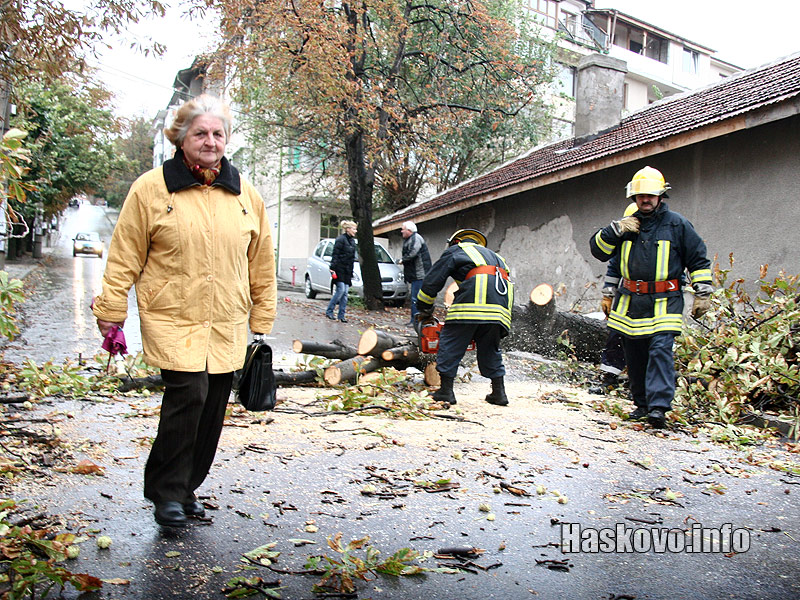 Падналото дърво Падналото дърво
