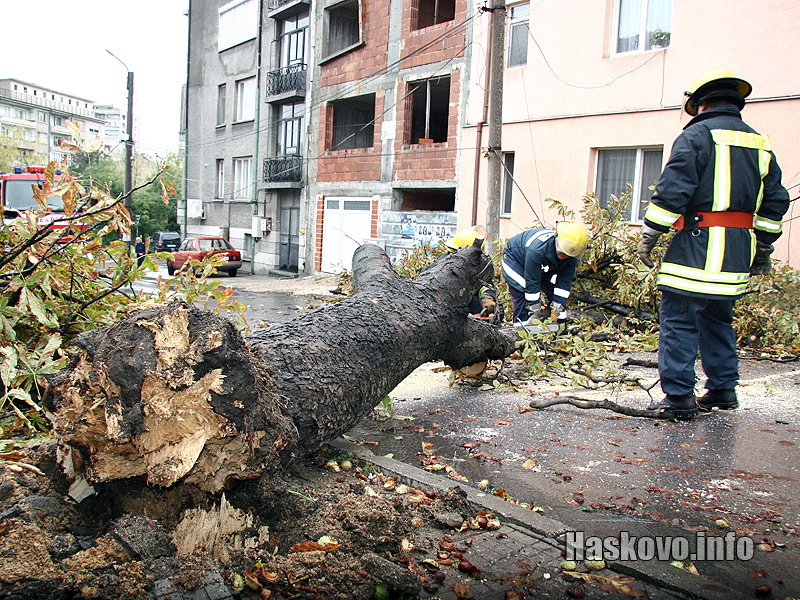 Падналото дърво Падналото дърво