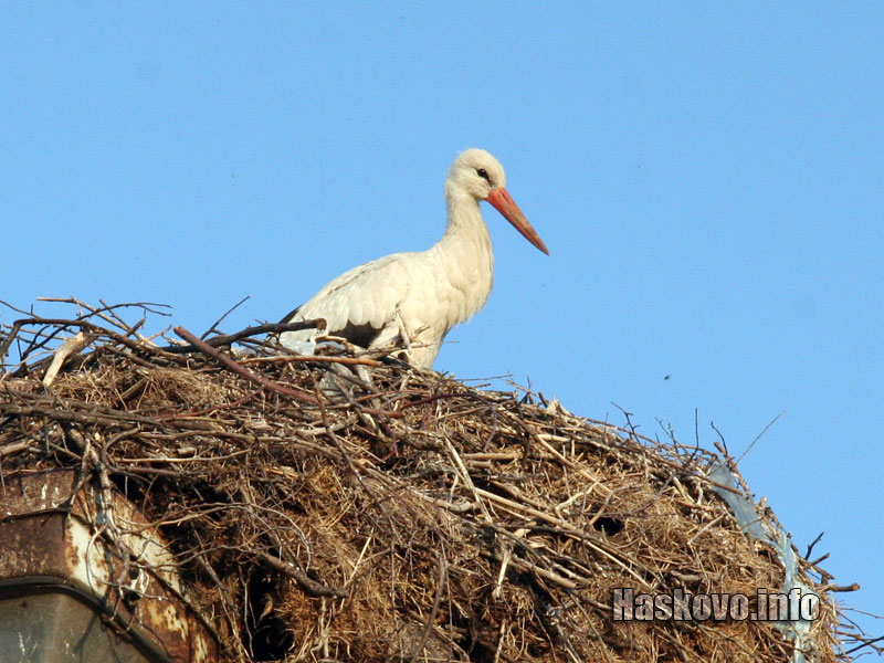 Щъркелът в Подкрепа