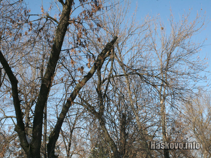 Санитарна сеч