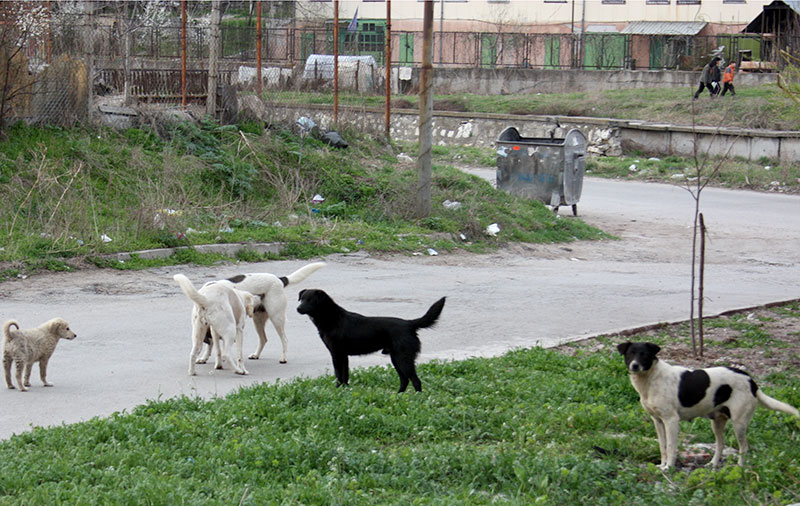 Кучета Кучета