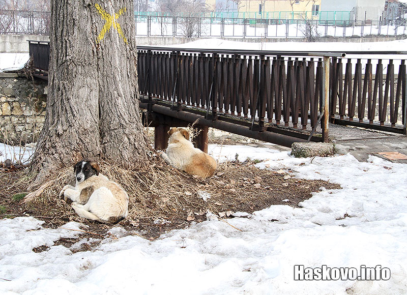 Кучета Кучета