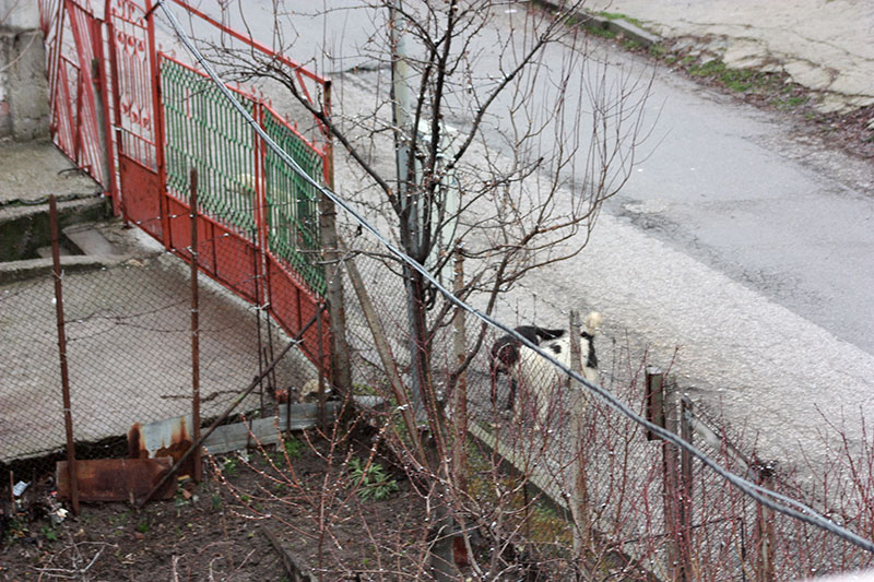 Кучета Кучета