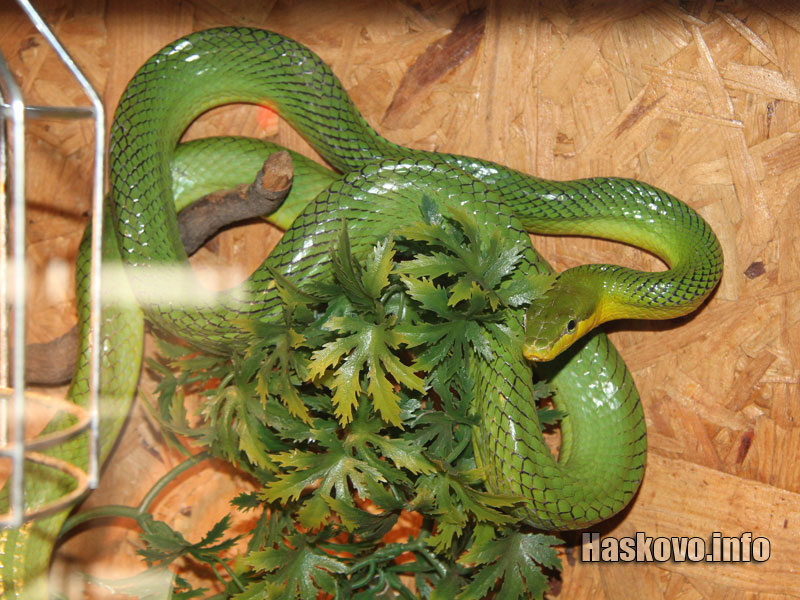 Изложбата Изложбата