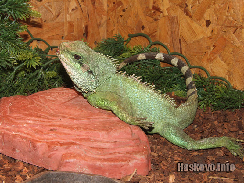 Изложбата Изложбата