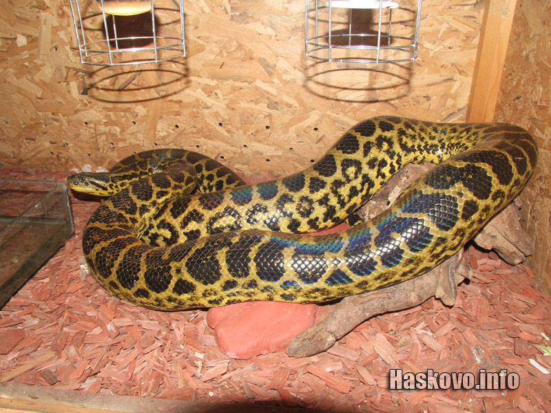 Изложбата Изложбата