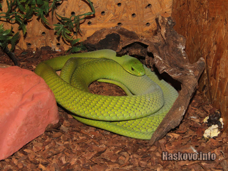 Изложбата Изложбата