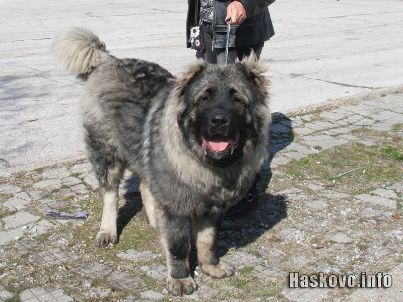 Изложбата Изложбата