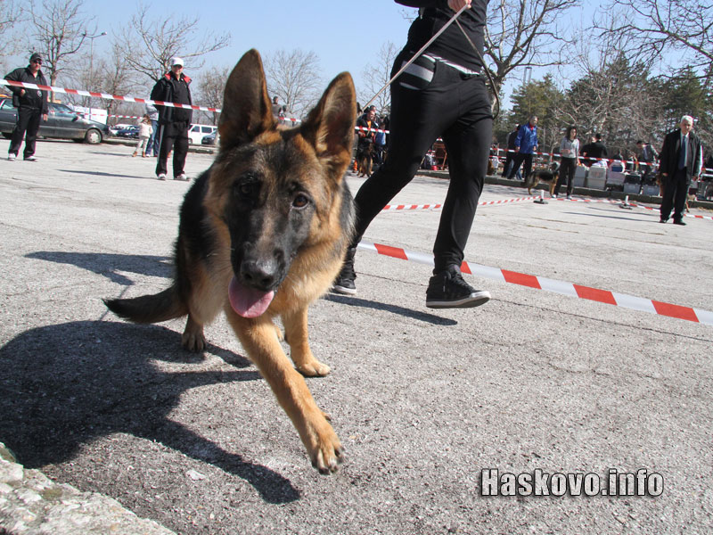 Изложбата Изложбата