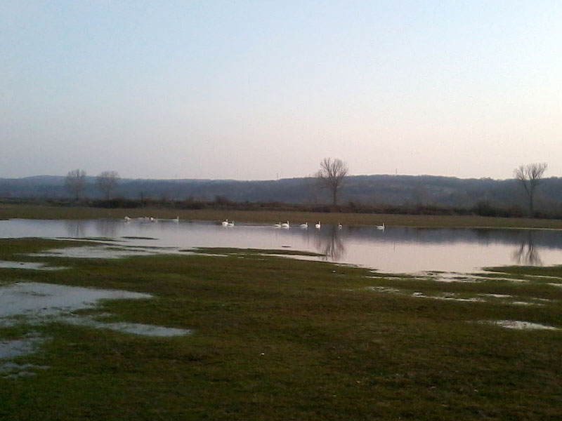 Лебедите край Брод