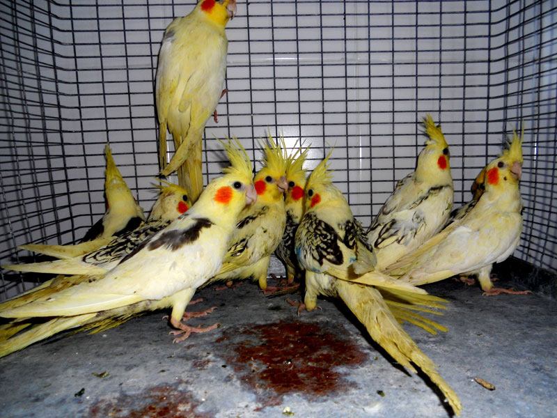 Капитан Андреево