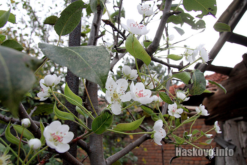 Цъфнали дръвчета