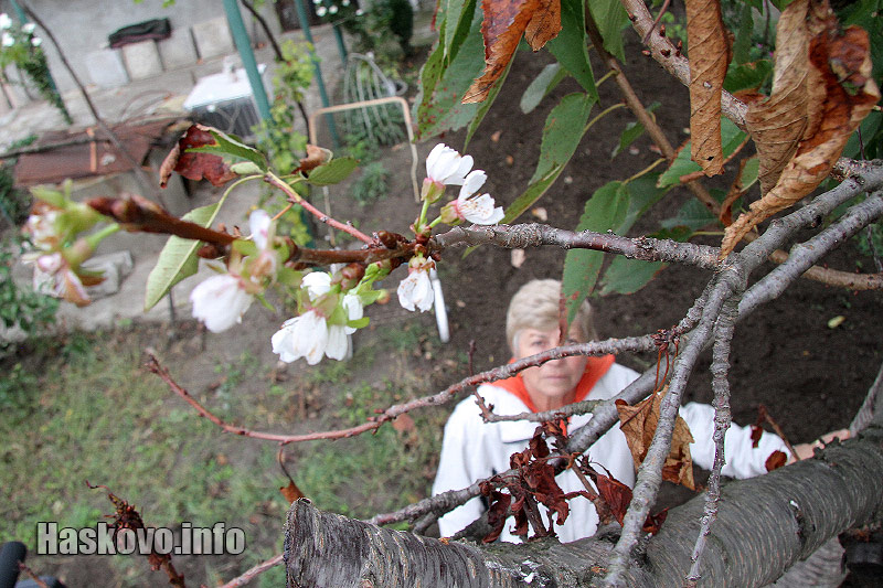 Цъфнали дръвчета