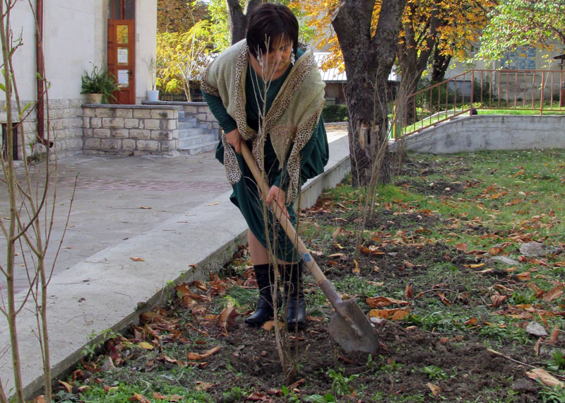 Засаждането на фиданките