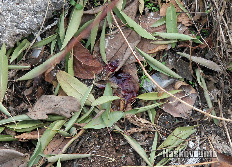 Мястото, където е открит трупа