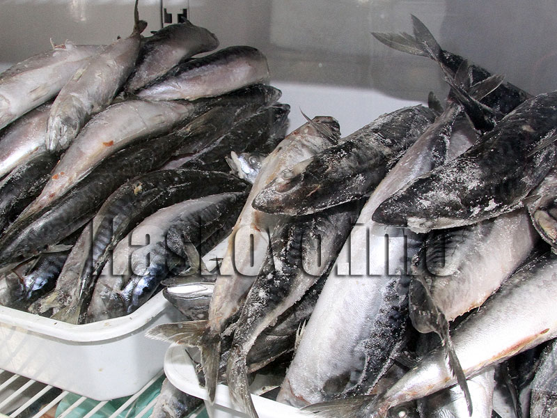 Риба, архив