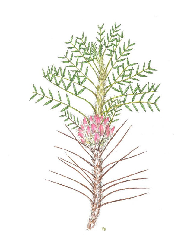 Тракийски клин