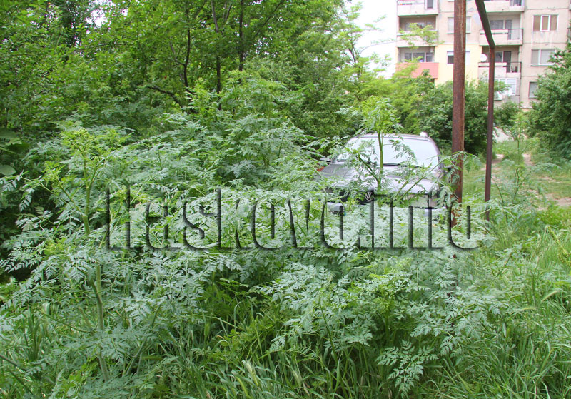 Тревите Тревите