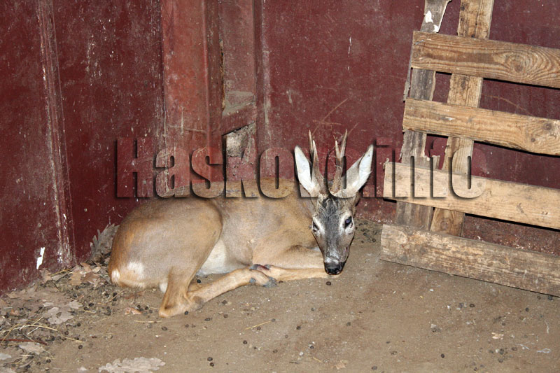 Избягала сърна