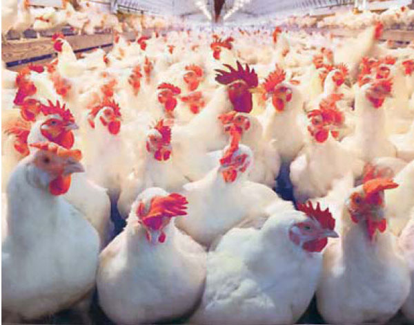 Кокошки, илюстрация