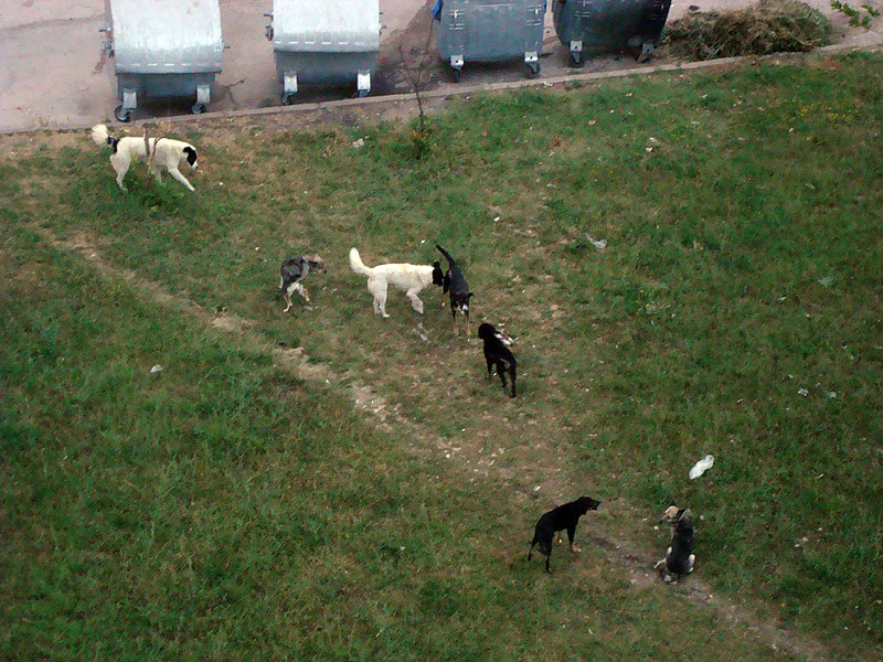 Кучетата, снимка от Татяна Маринова