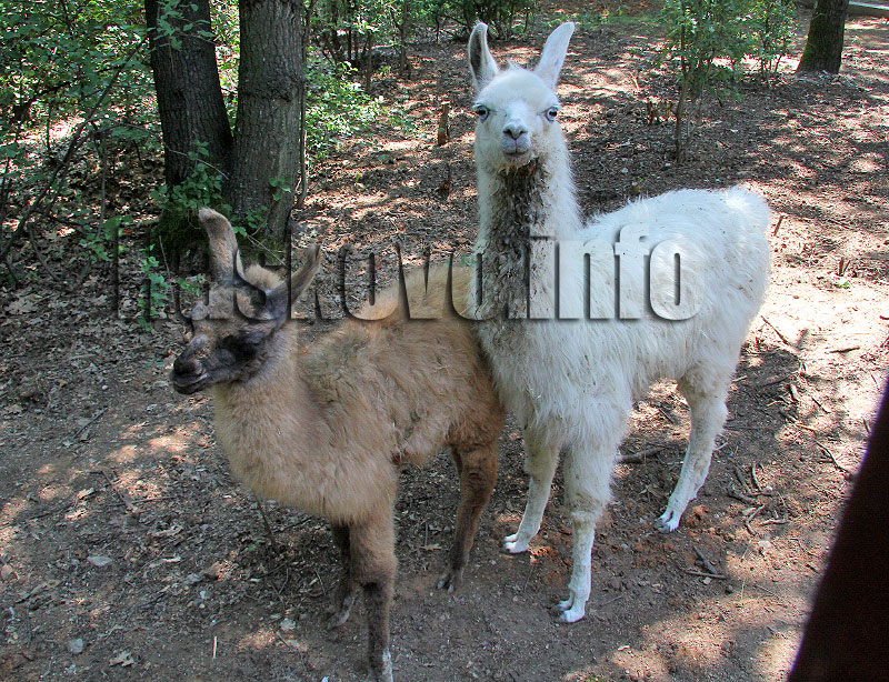 Новите обитатели