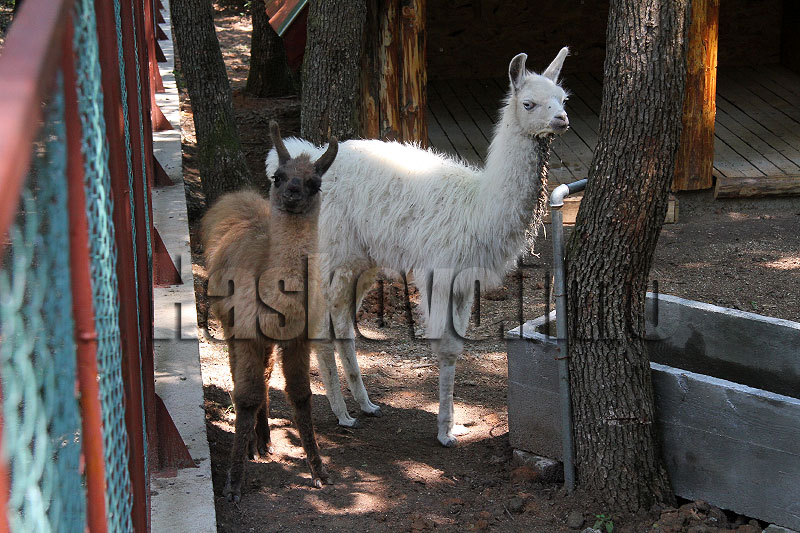 Новите обитатели Новите обитатели