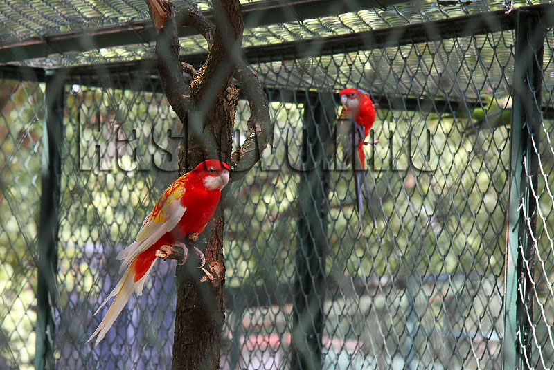 Новите обитатели