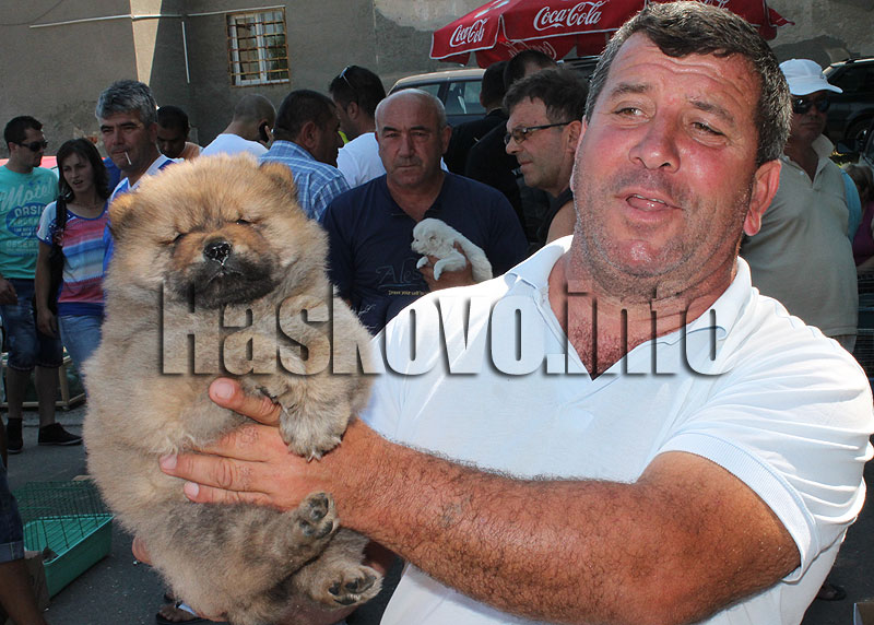 Домашни любимци