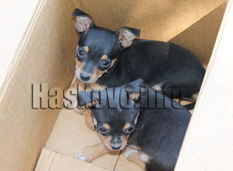 Домашни любимци