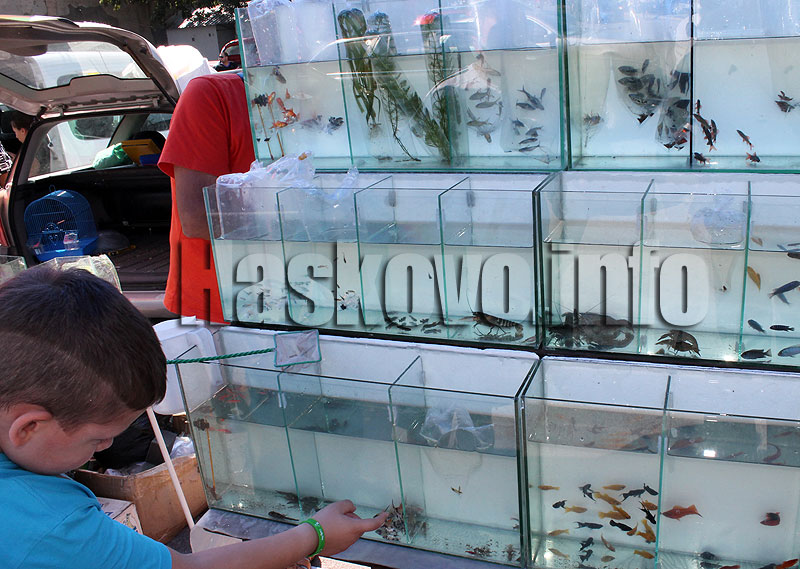 Домашни любимци