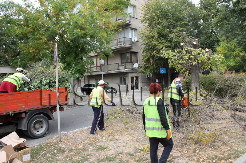 Санитарна сеч