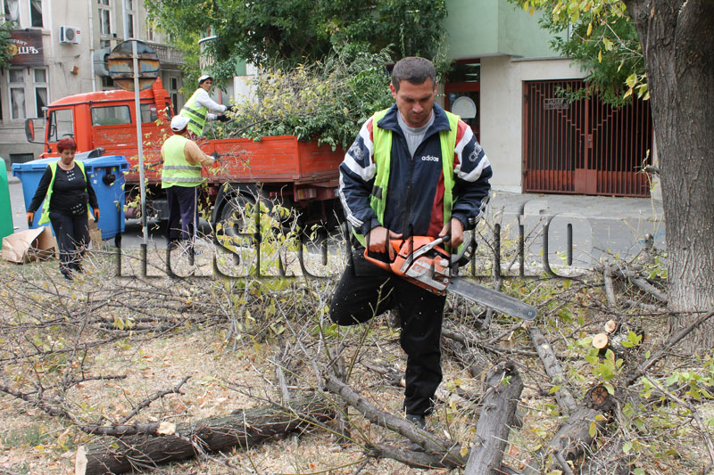 Санитарна сеч
