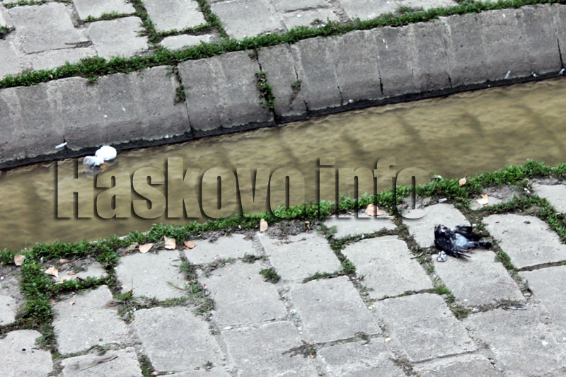 Гълъби Гълъби