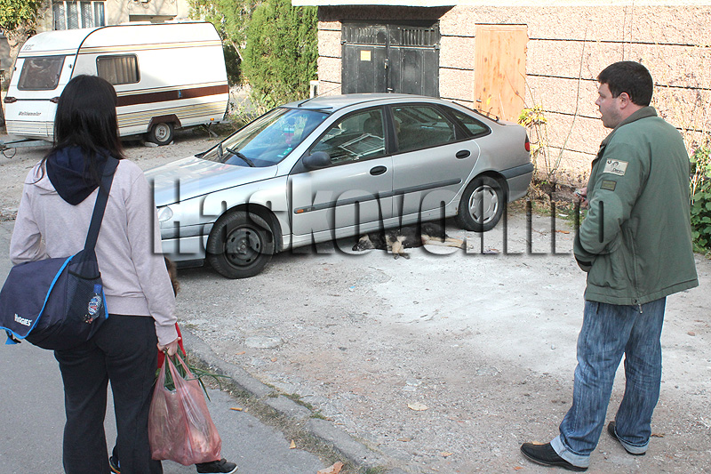 Отровено куче