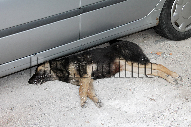 Отровено куче Отровено куче