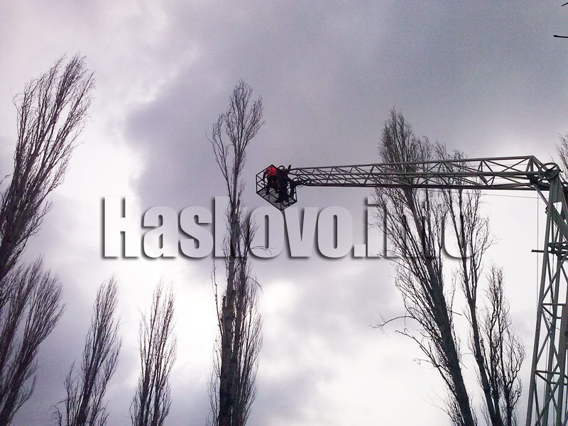 Санитарна сеч