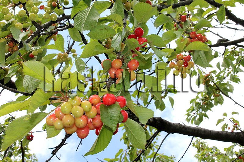 Череши Череши