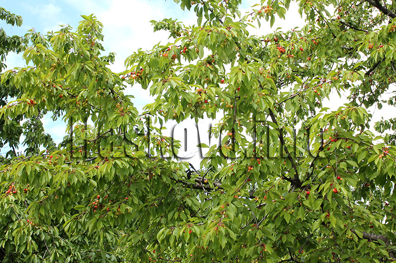 Череши Череши