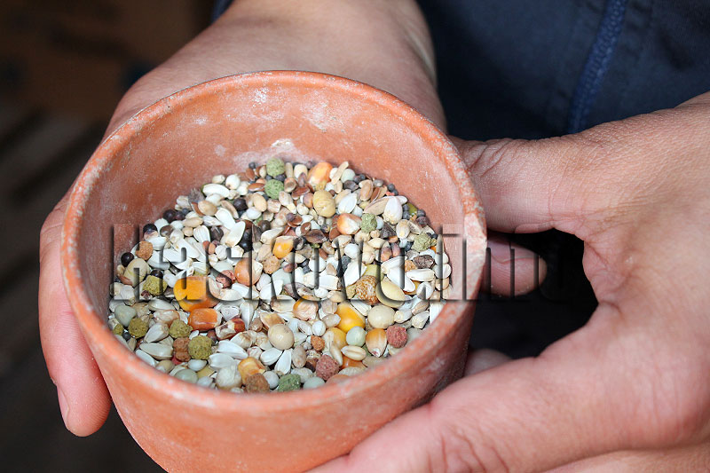 Гълъби Гълъби