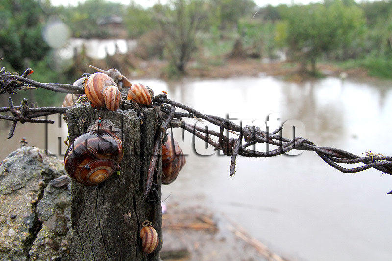 Наводнение Наводнение