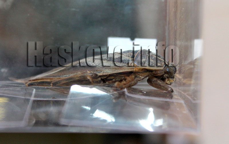 Хлебарка Хлебарка