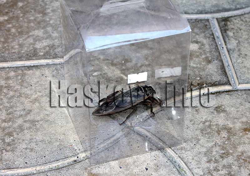 Хлебарка Хлебарка