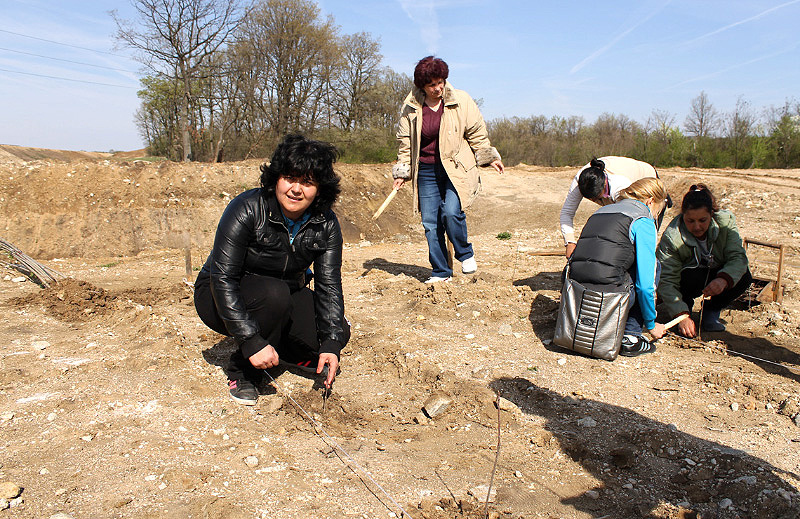 Залесяване