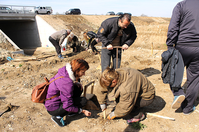 Залесяване