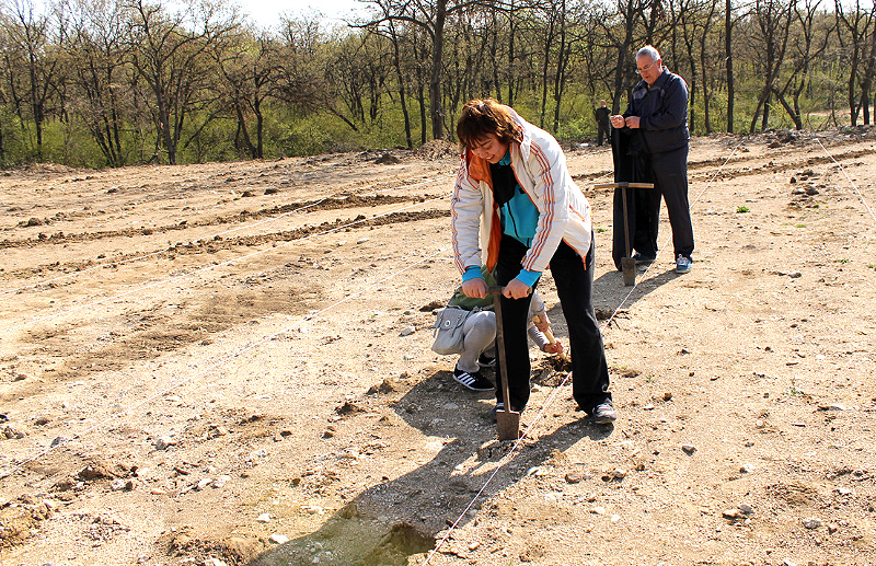 Залесяване